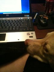 Couch Office even with puppy assistance just isn't cutting it. 