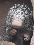 Prehensile Tailed Porcupine