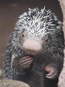 Prehensile Tailed Porcupine