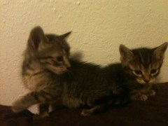 Marco and Pollo want you to join the Kitten Protection League.