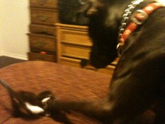 All kittens must be inspected.