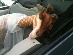 Ovid the Orphaned Giraffe  on his way to his new home,