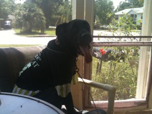 Hey Mom, I am a pirate. 