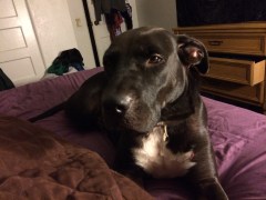 Luke explaining to me why this is his side of the bed. 