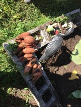 Sweet Potatoes from my garden. I grew a thing. 